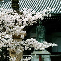 sakura2