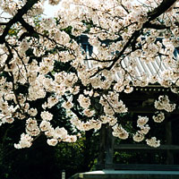 sakura4
